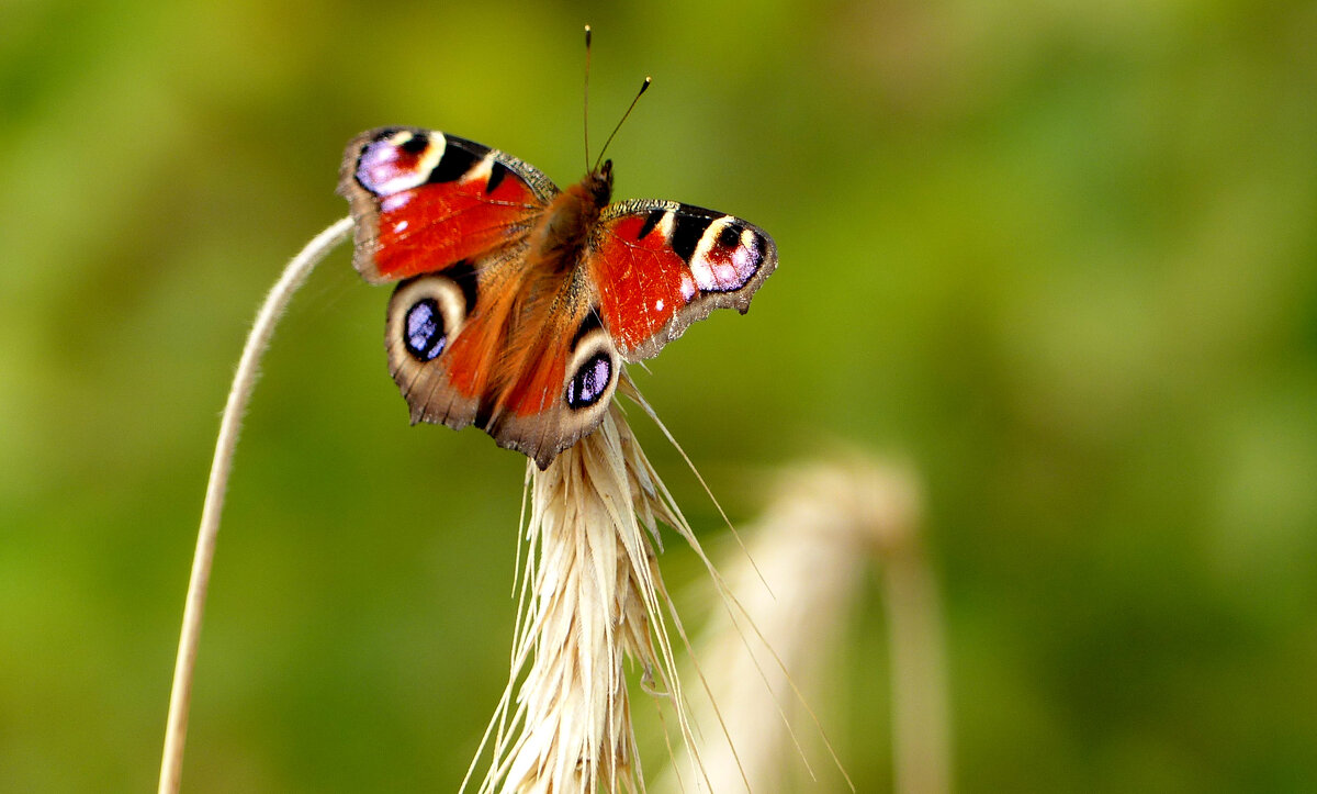 опять про бабочек 478 - Александр Прокудин опять про бабочек 478 - Александр Прокудин