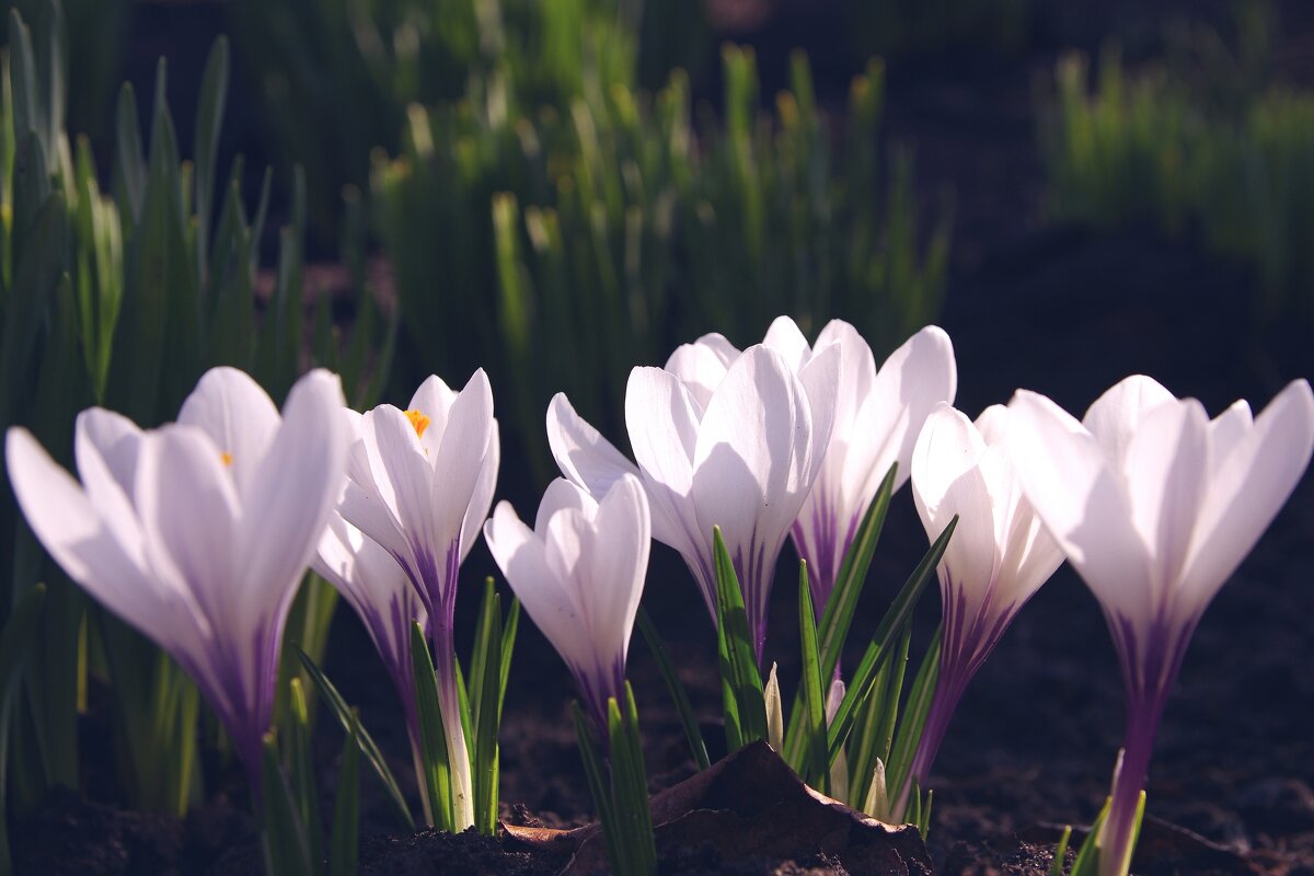 Весенние цветы - Сергей Швечков Весенние цветы - Сергей Швечков