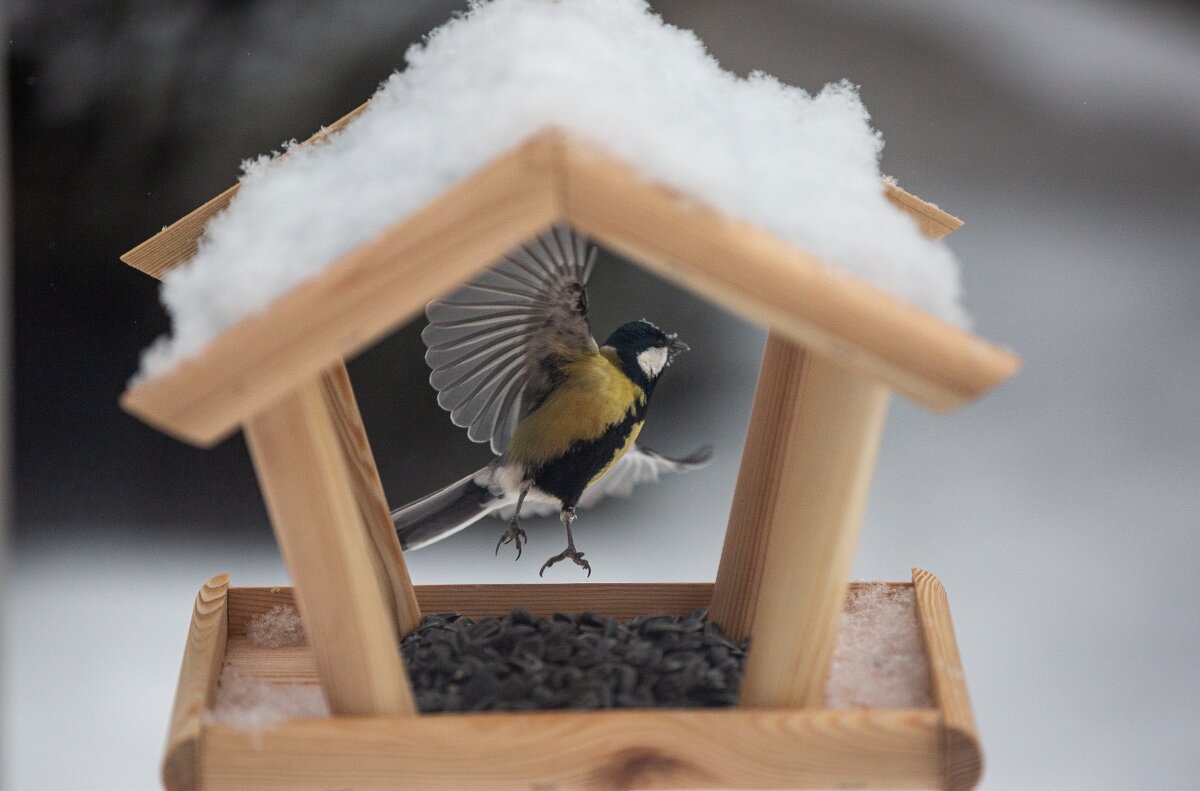 Синичка - Ирина Бруй