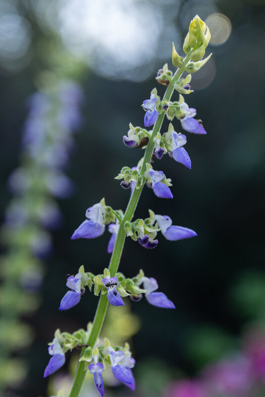 *** - Виктор Иванович Чернюк *** - Виктор Иванович Чернюк
