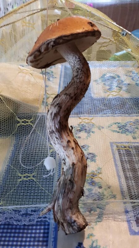 "Парижанка" - Надежда 