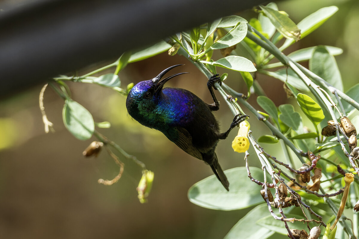 Палестинская нектарница. - Alexander Amromin Палестинская нектарница. - Alexander Amromin