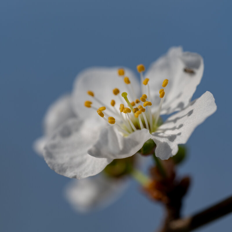 К солнышку... - Referee (Дмитрий)