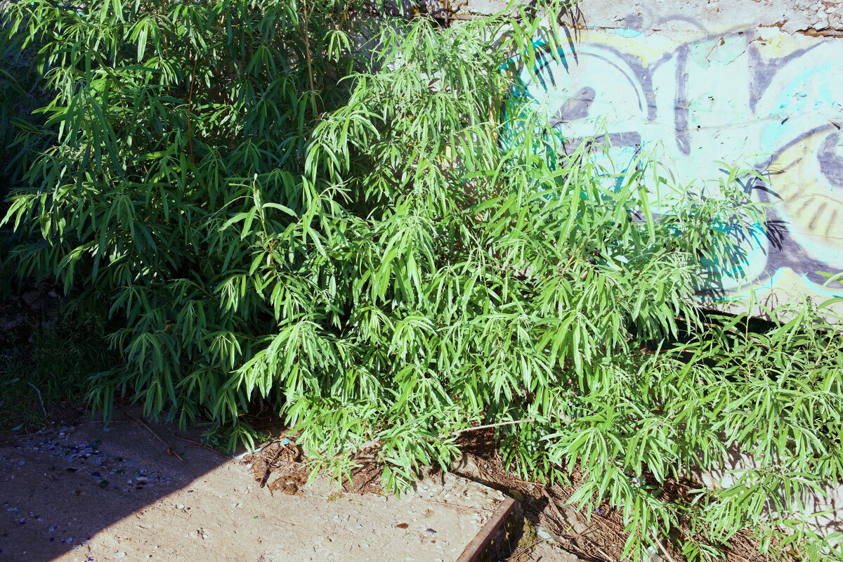 Название отсутствует - Денис Безногов