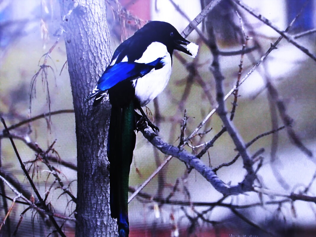 Сорока - Людмила Смородинская Сорока - Людмила Смородинская