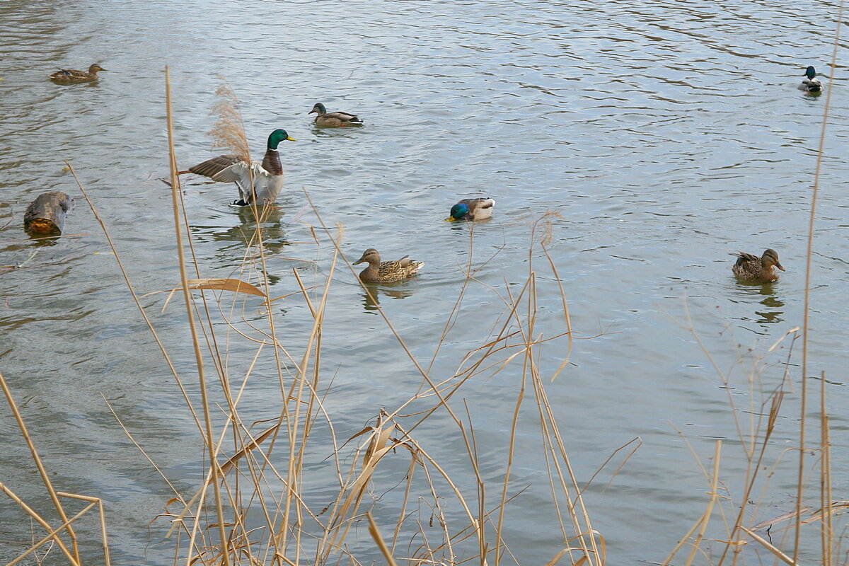 Потягушки - Сеня Белгородский Потягушки - Сеня Белгородский