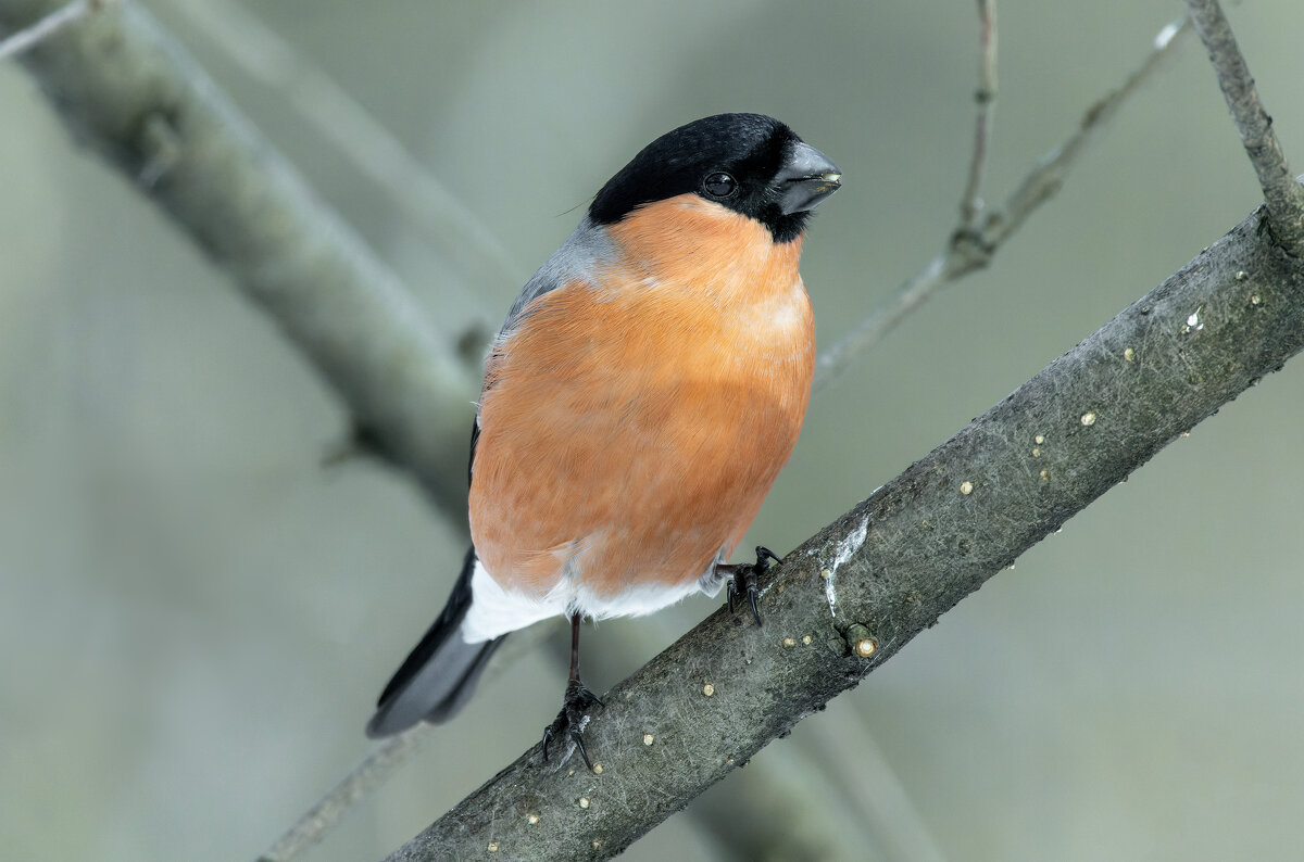 снегирь самец - юрий макаров