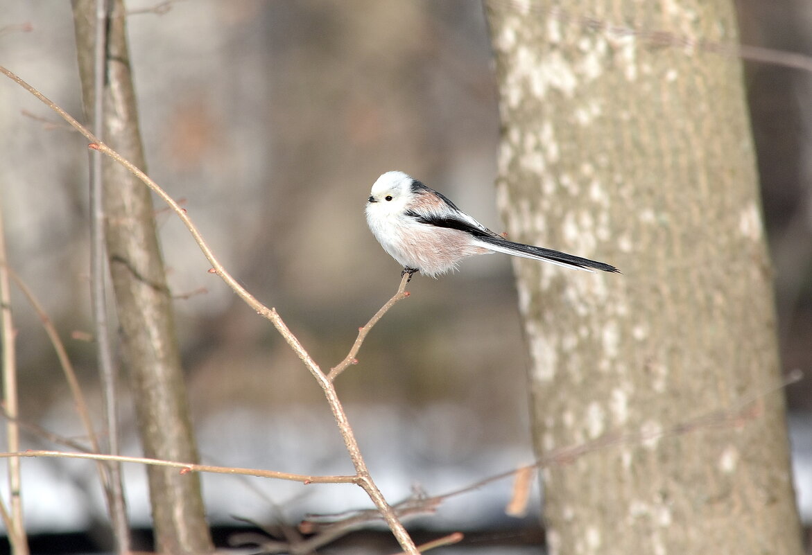 Ополовник - Алексей . Ополовник - Алексей .