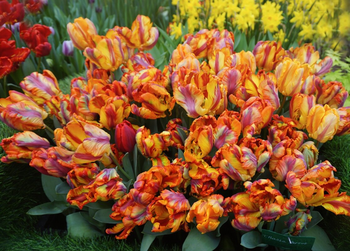 Репетиция весны - Ольга 