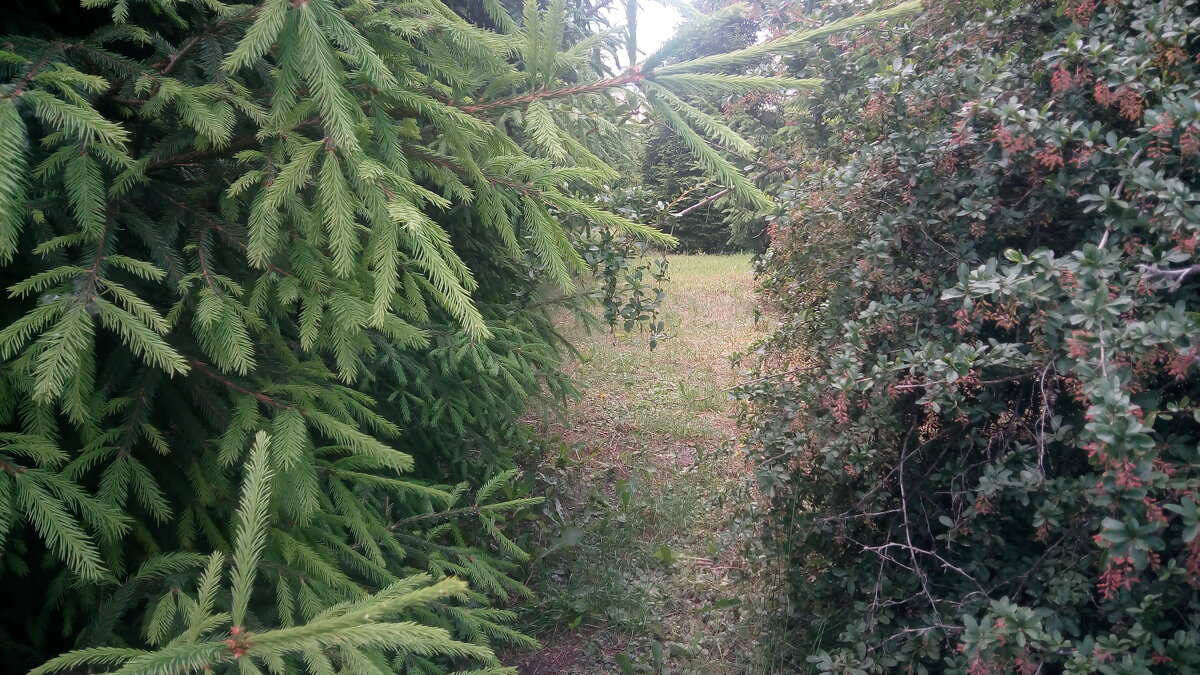 ,,, - Сергей Тимоновский