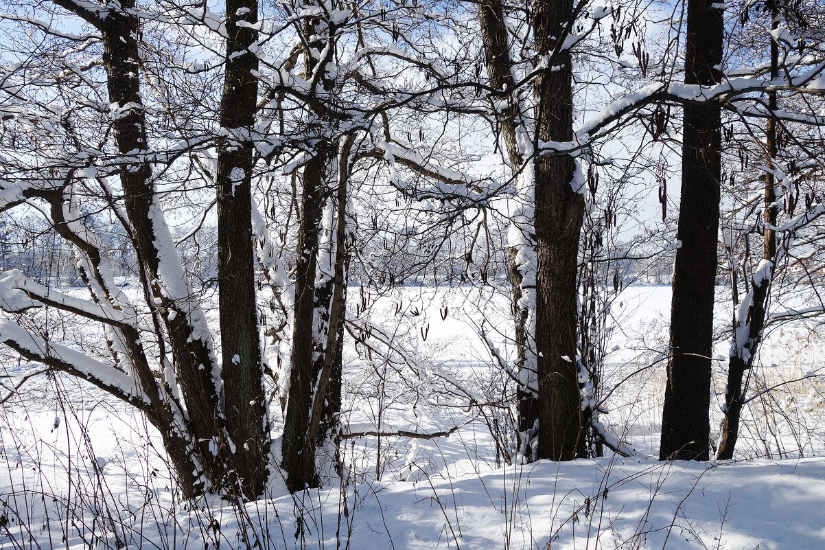 Зимушка-зима - Рита Симонова Зимушка-зима - Рита Симонова