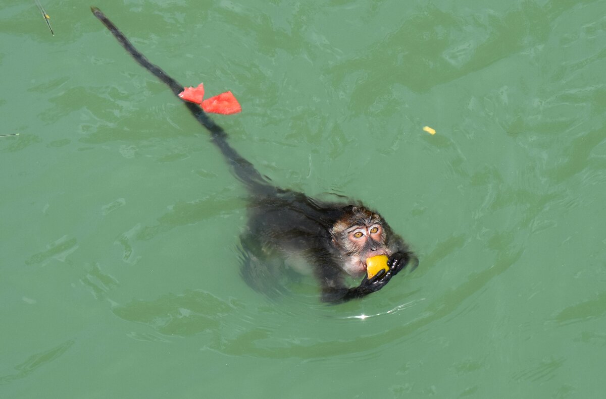 на десерт - vg154 