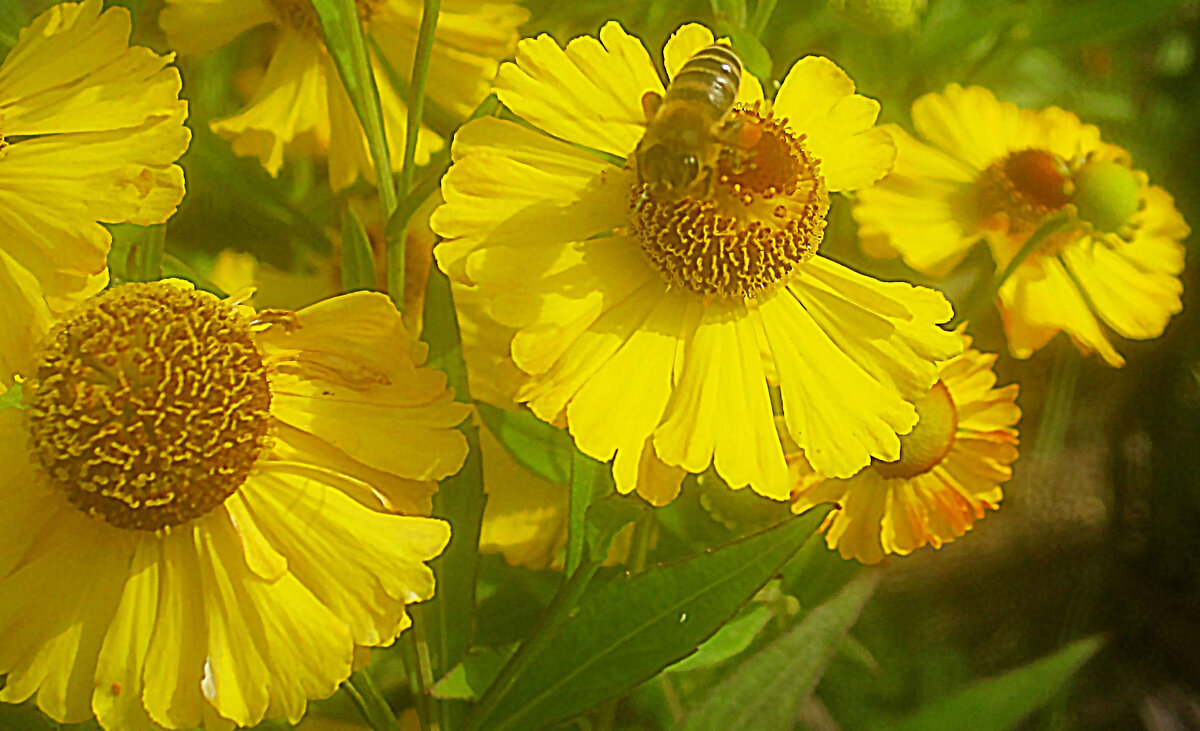 Солнечные - Елена Семигина