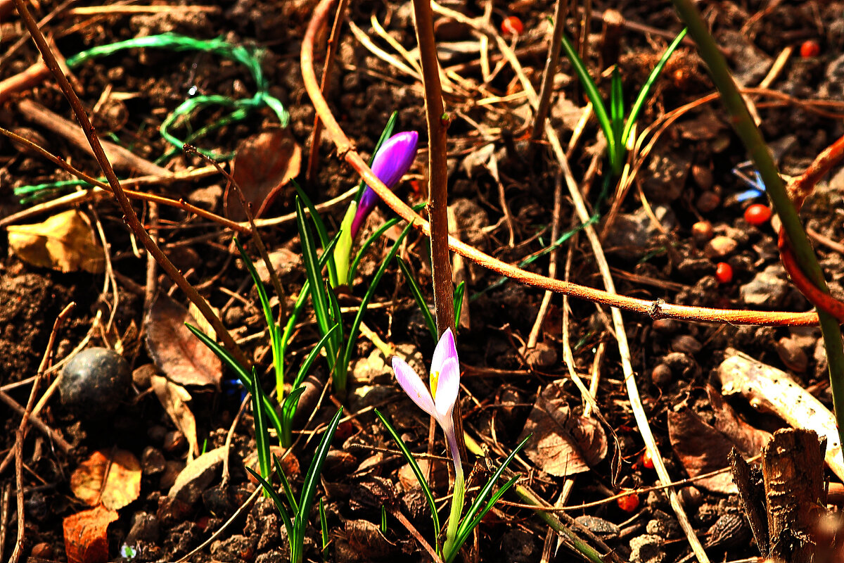 Крокусы - Юрий Гайворонскiий