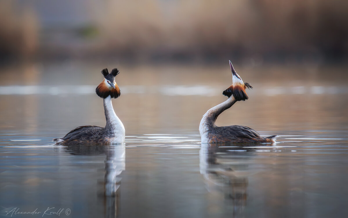Когда чомги танцуют - Александр К. Когда чомги танцуют - Александр К.
