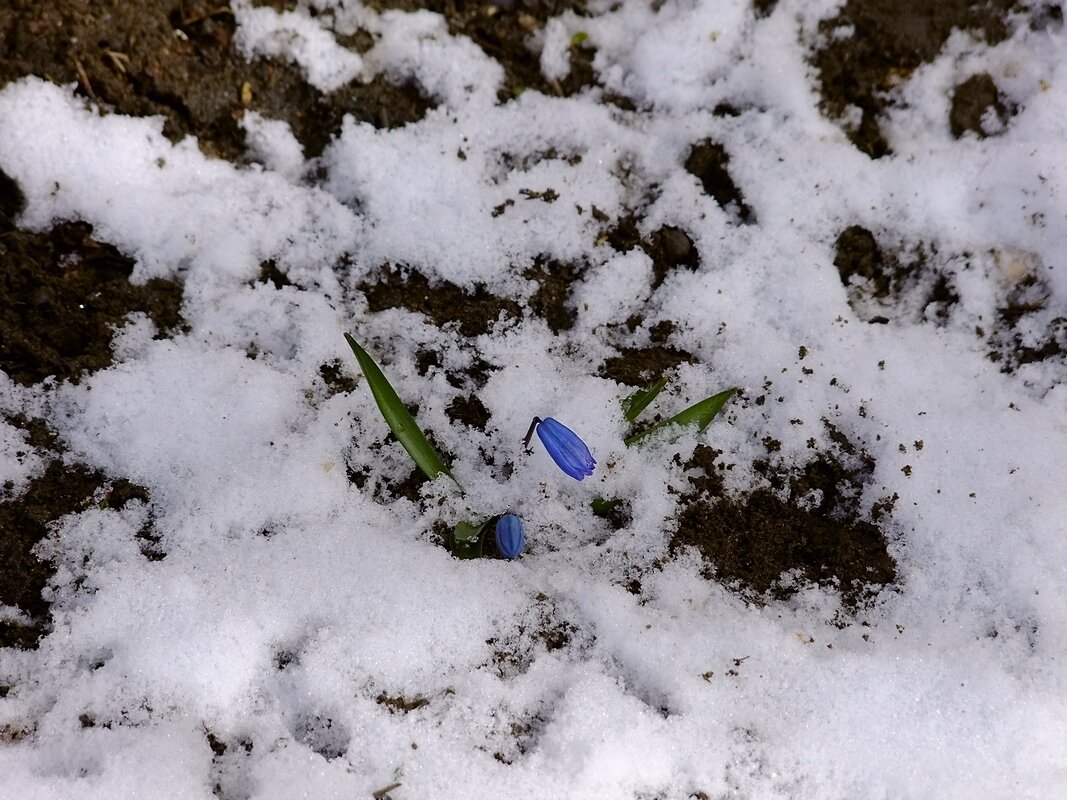 ПодСнежник - Фёдор Меркурьев