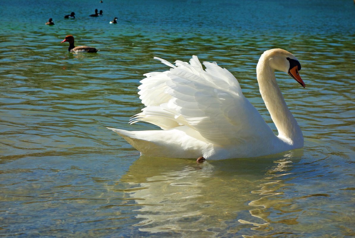 «Белые лебеди - птицы прекрасные!»: - Галина «Белые лебеди - птицы прекрасные!»: - Галина