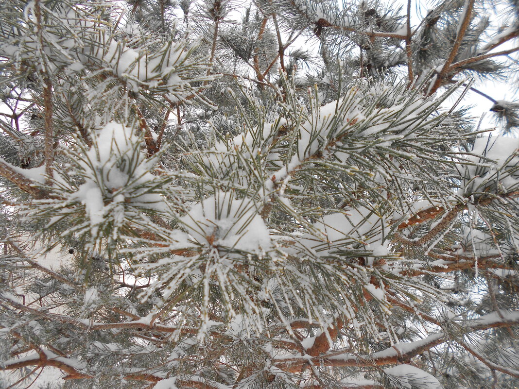 прошлогодний март - Елена Шаламова прошлогодний март - Елена Шаламова