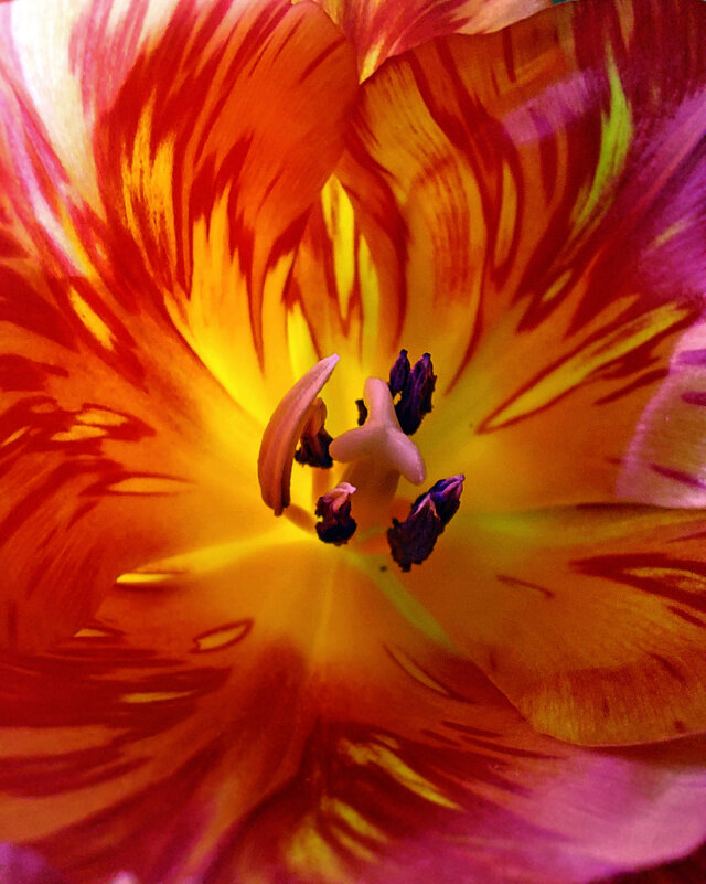 Мартовский тюльпан - Ирина Румянцева Мартовский тюльпан - Ирина Румянцева