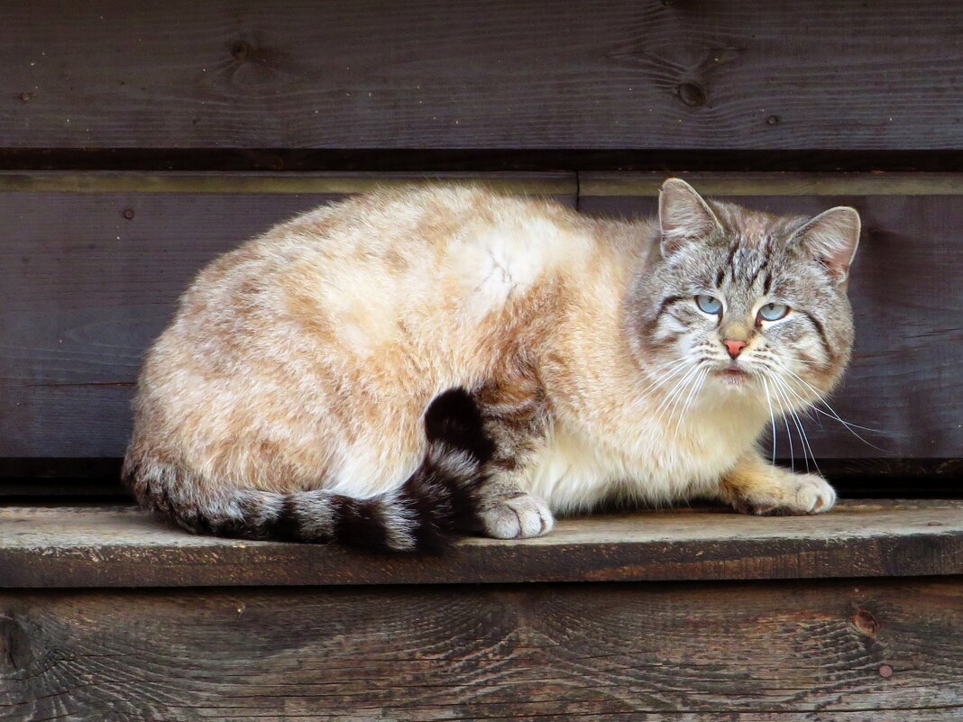 Мартовский кот - Андрей Снегерёв Мартовский кот - Андрей Снегерёв