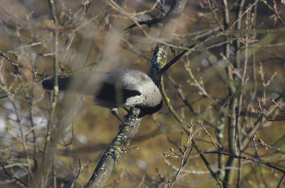 Мартовский ужин (2) - Юрий Куликов