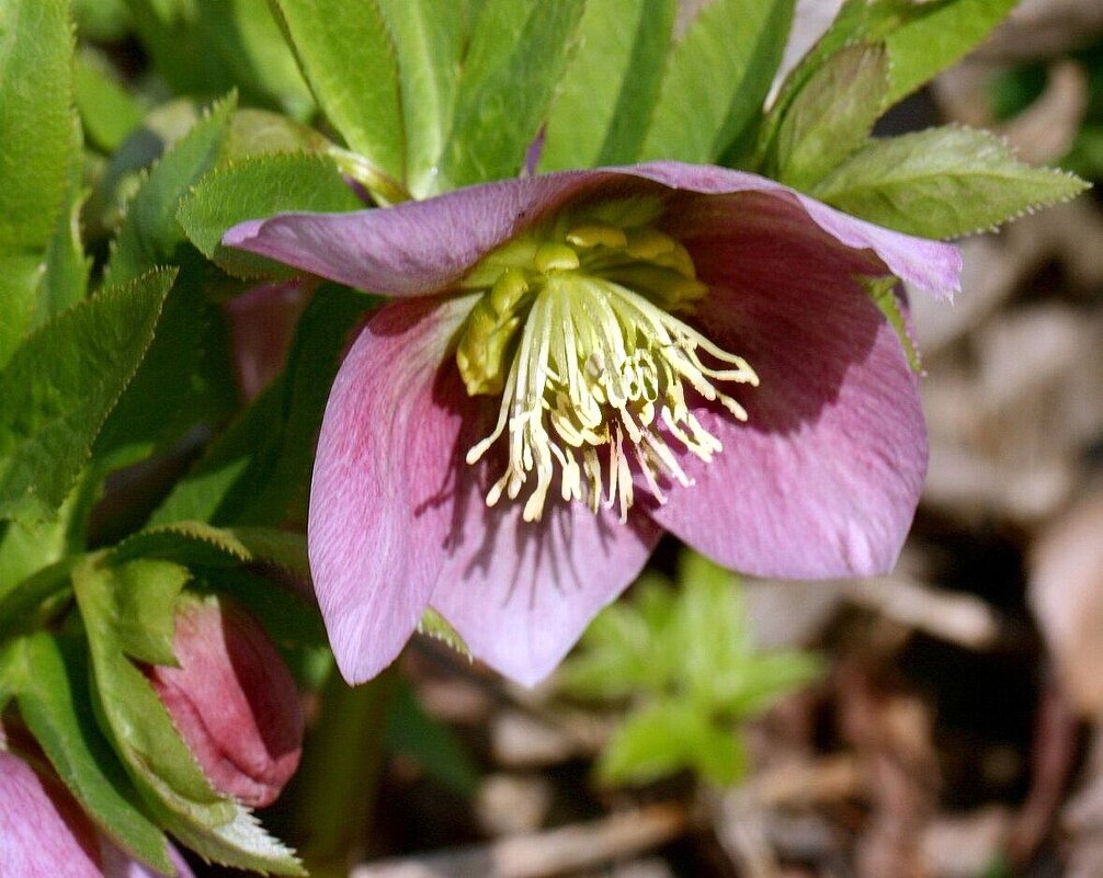 Морозник - ZNatasha -