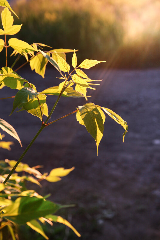*** - Евгения Каравашкина