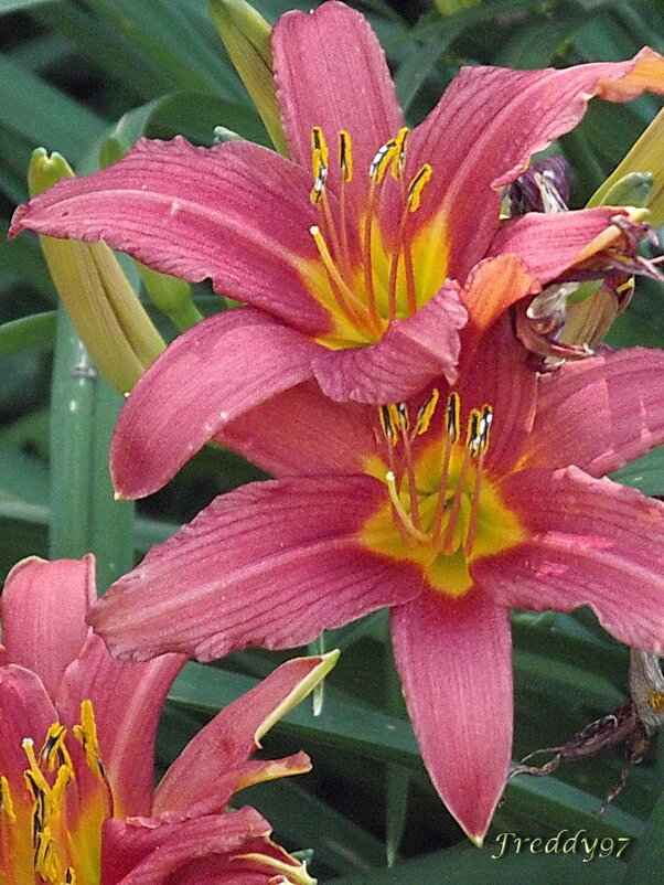 Лилейники - Freddy 97