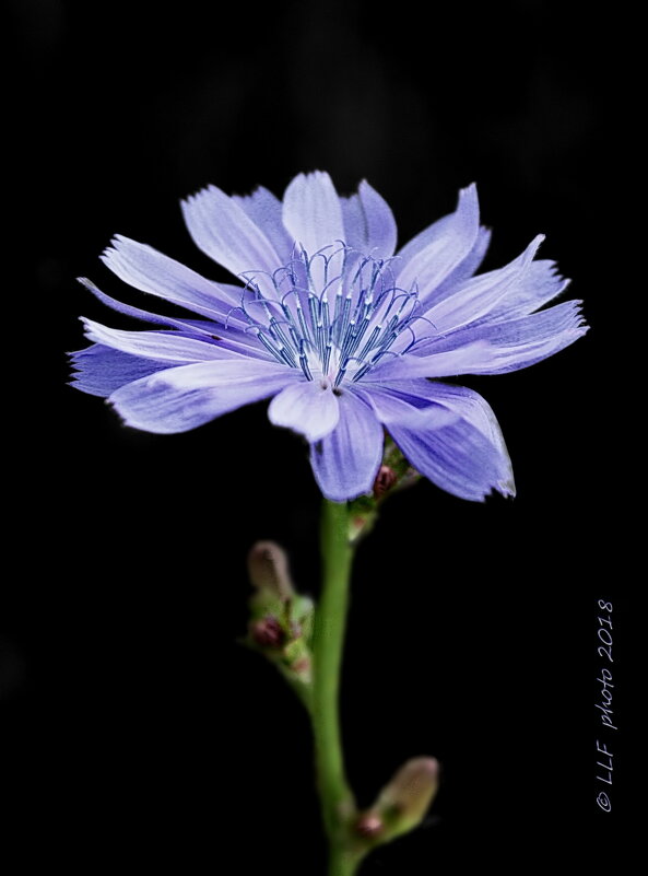 Цикорий - Liudmila LLF Цикорий - Liudmila LLF