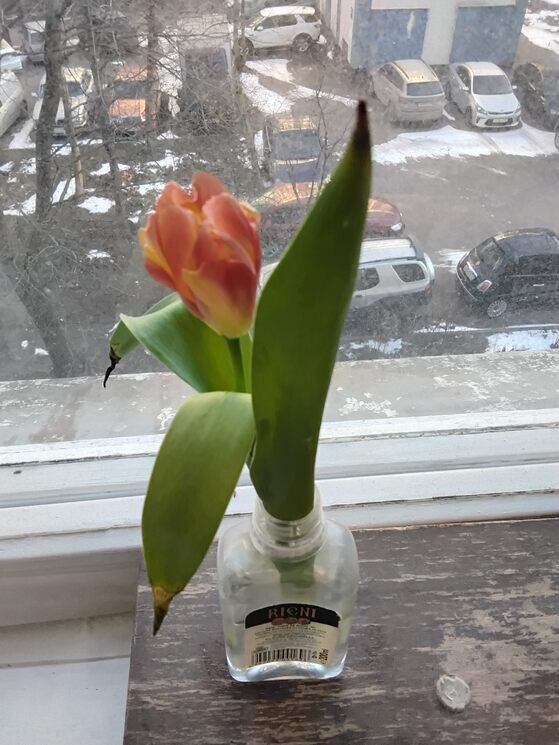 Тюльпанчик - Дмитрий Никитин