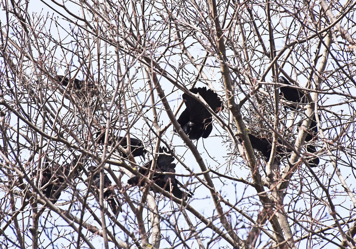 Весенние заботы! - Валентина  Нефёдова 