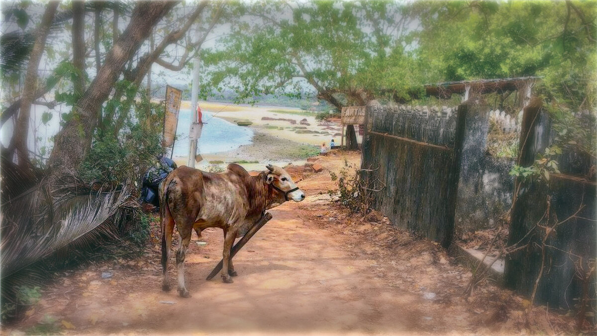 Бык-гулёна..) - AZ east3