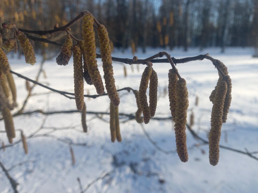 Орешник - Сапсан 
