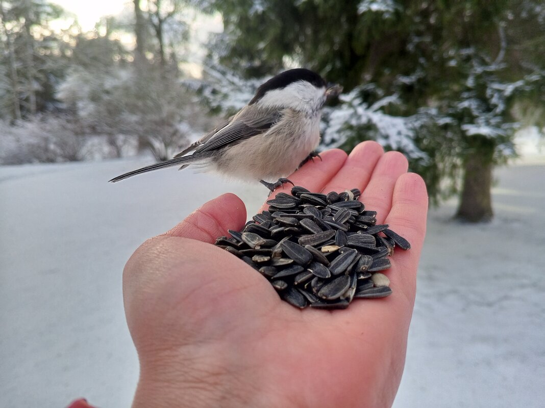Пухляк - Сапсан 
