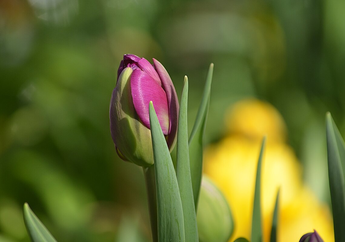 Репетиция весны - Татьяна Тюменка Репетиция весны - Татьяна Тюменка