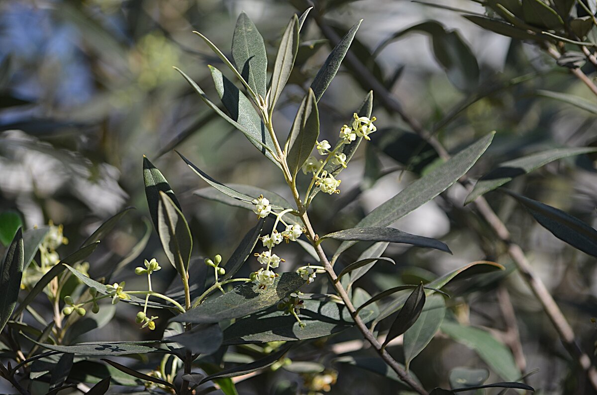 Репетиция весны - Татьяна Тюменка Репетиция весны - Татьяна Тюменка