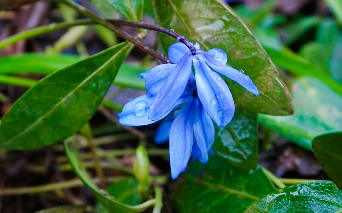 Голубые пролески - Милешкин Владимир Алексеевич Голубые пролески - Милешкин Владимир Алексеевич