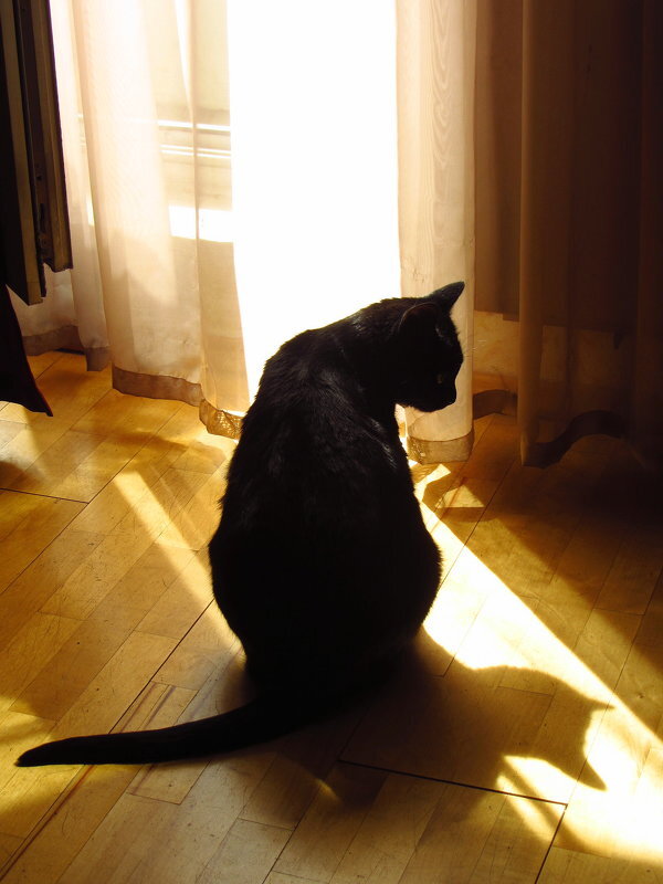 Багира - Андрей Лукьянов Багира - Андрей Лукьянов