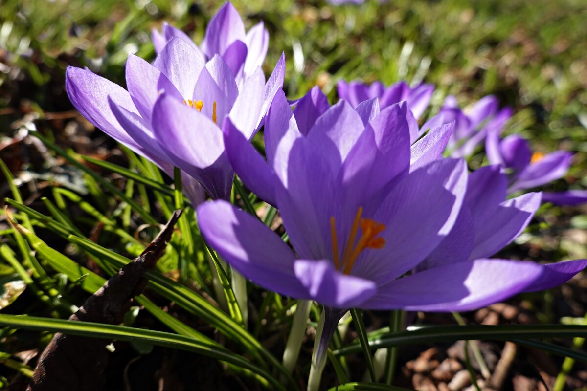 "Живет повсюду красота, Живет не где-нибудь, а рядом, ..." - Галина "Живет повсюду красота, Живет не где-нибудь, а рядом, ..." - Галина