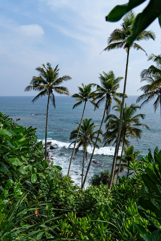 Пальмы - Dmitry i Mary S