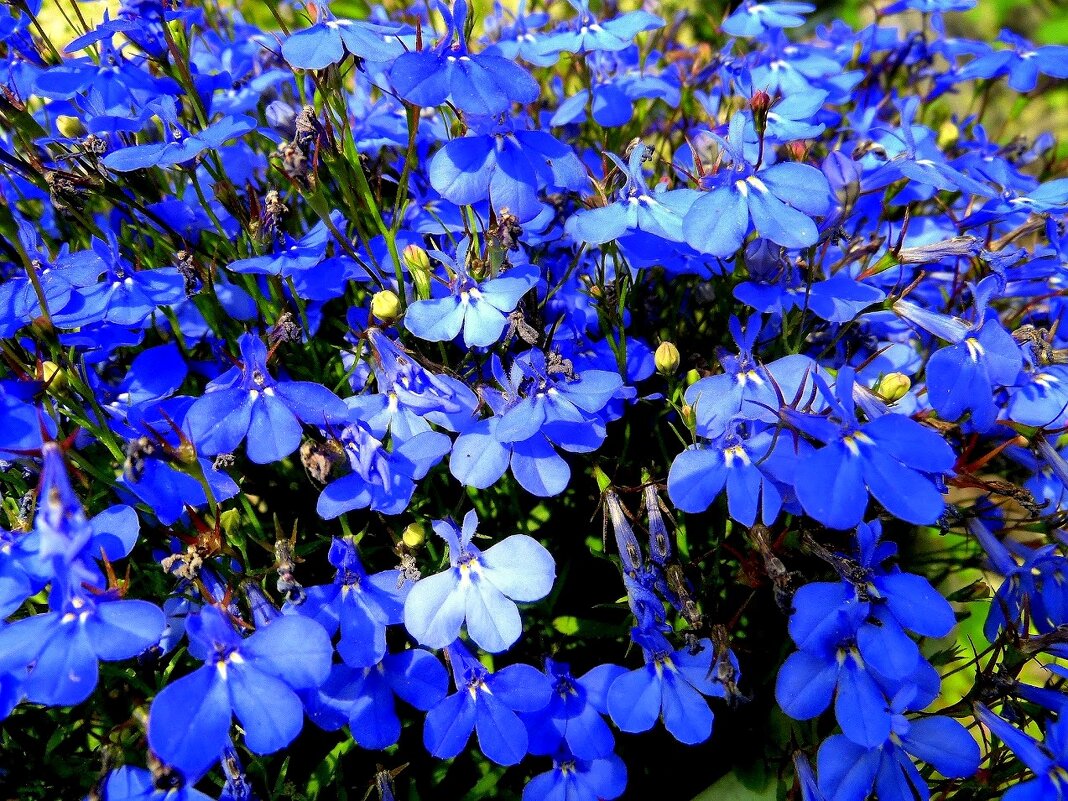 Лобелия. - nadyasilyuk Вознюк