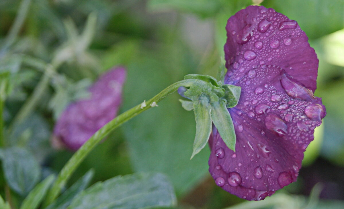 В каплях дождя. - сергей ермошкин