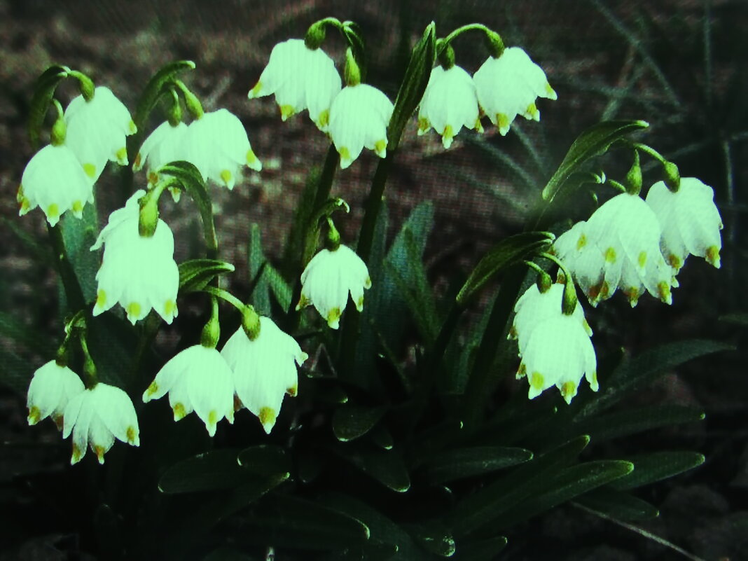 Нгжное цветение - Людмила Смородинская Нгжное цветение - Людмила Смородинская