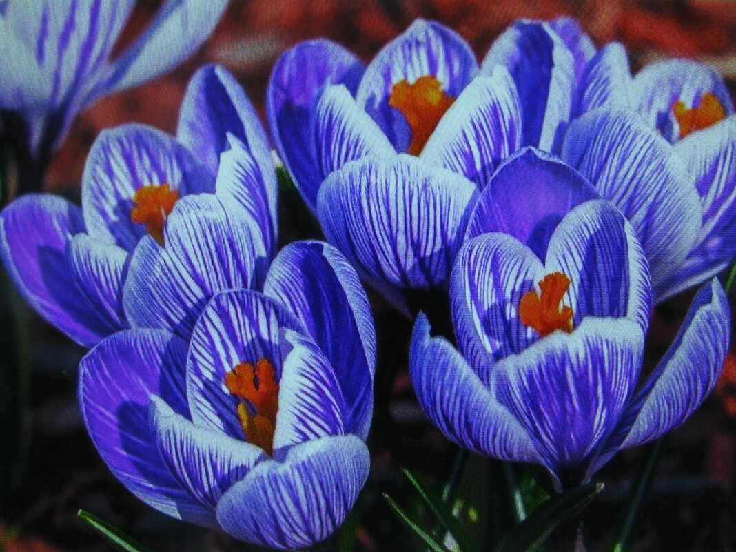 Во всей красе - Людмила Смородинская Во всей красе - Людмила Смородинская