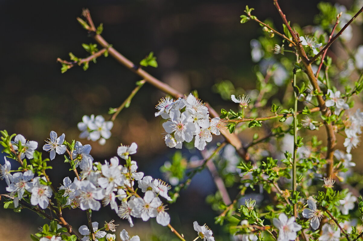 Алыча - Giant Tao / Алыча - Giant Tao /