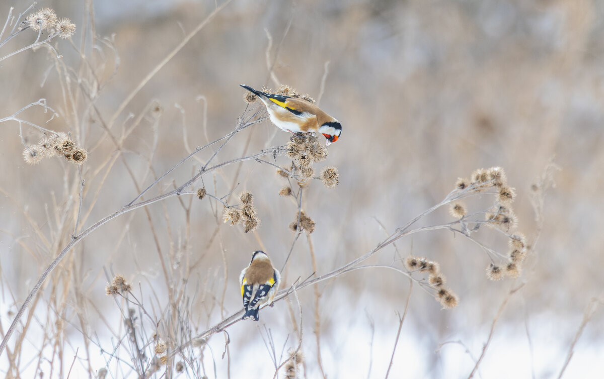 щегол. - юрий макаров