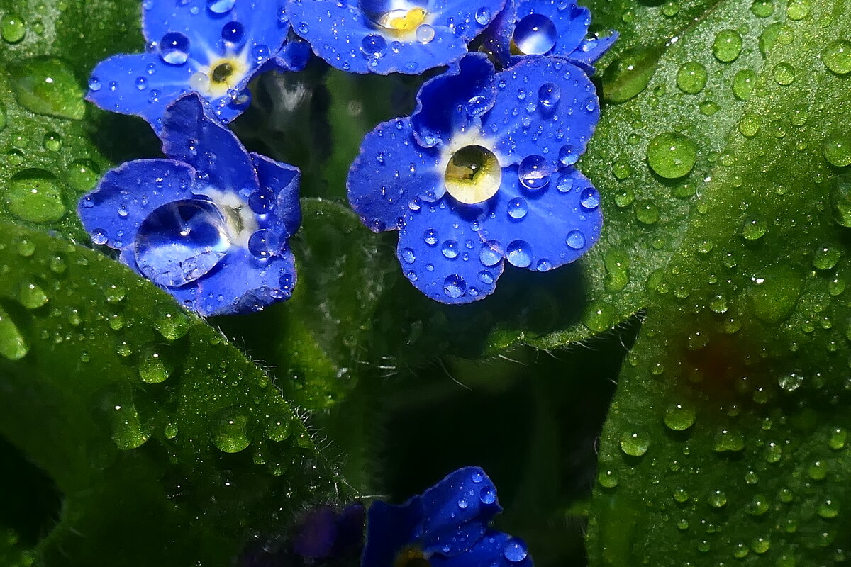 МАКРУШКИ.. - igor G. МАКРУШКИ.. - igor G.