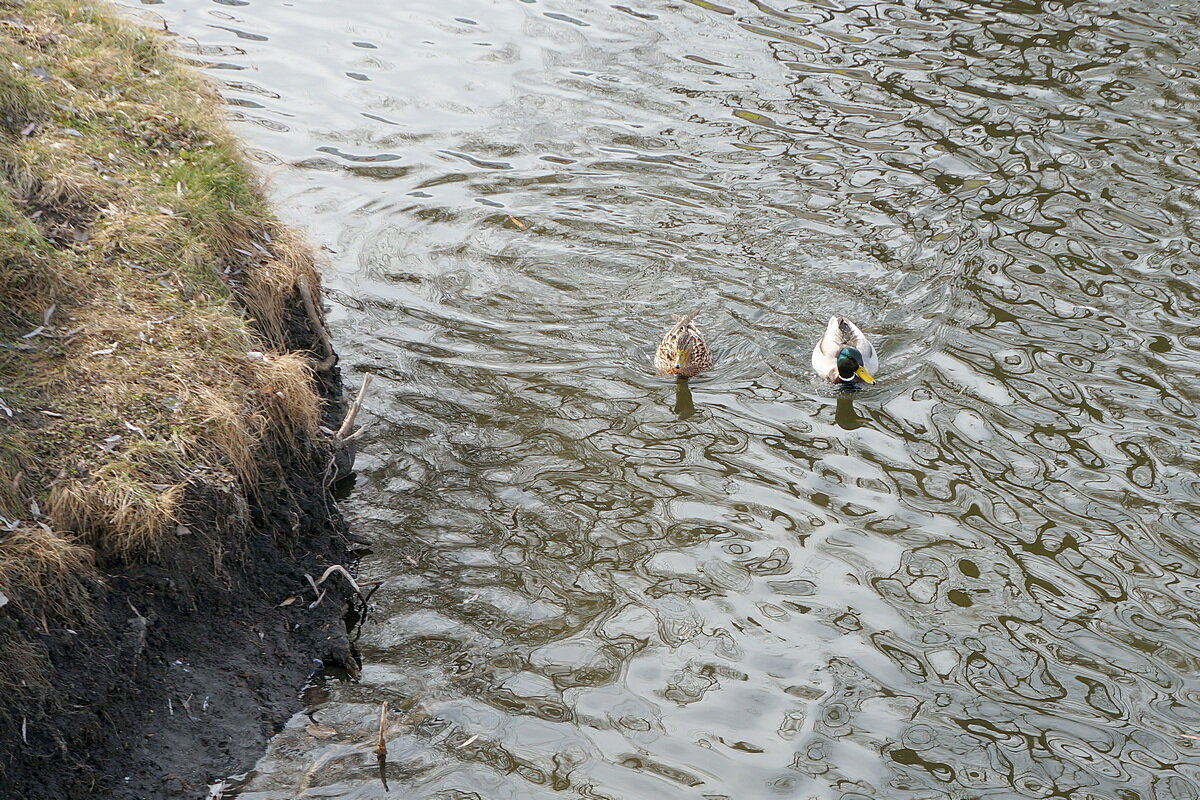 Молодожёны - Сеня Белгородский Молодожёны - Сеня Белгородский