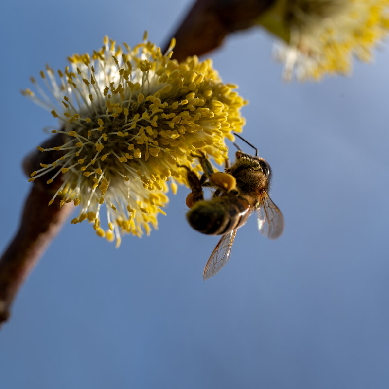 Пчелка за работой... - Referee (Дмитрий) Пчелка за работой... - Referee (Дмитрий)