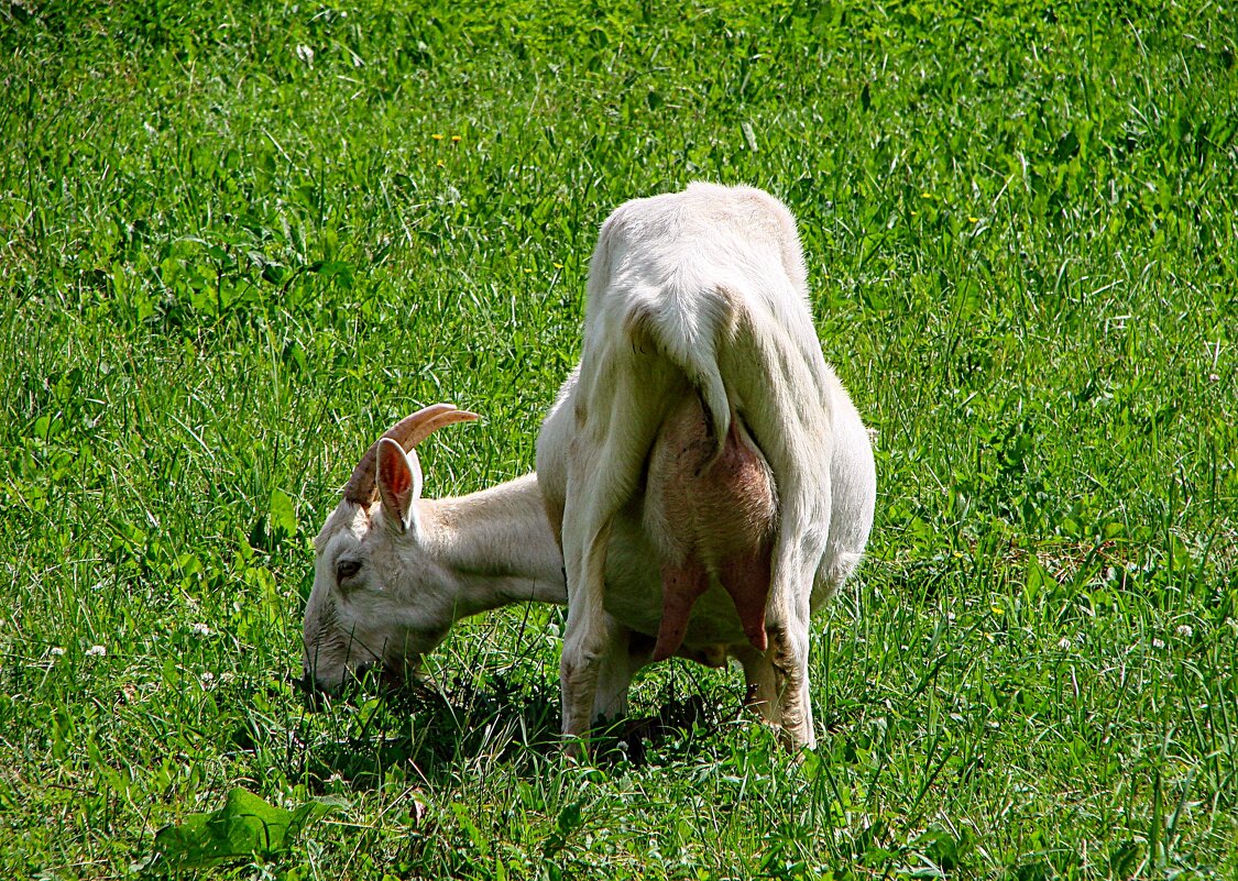 Молодильная коза,,, ) - Анатолий Колосов